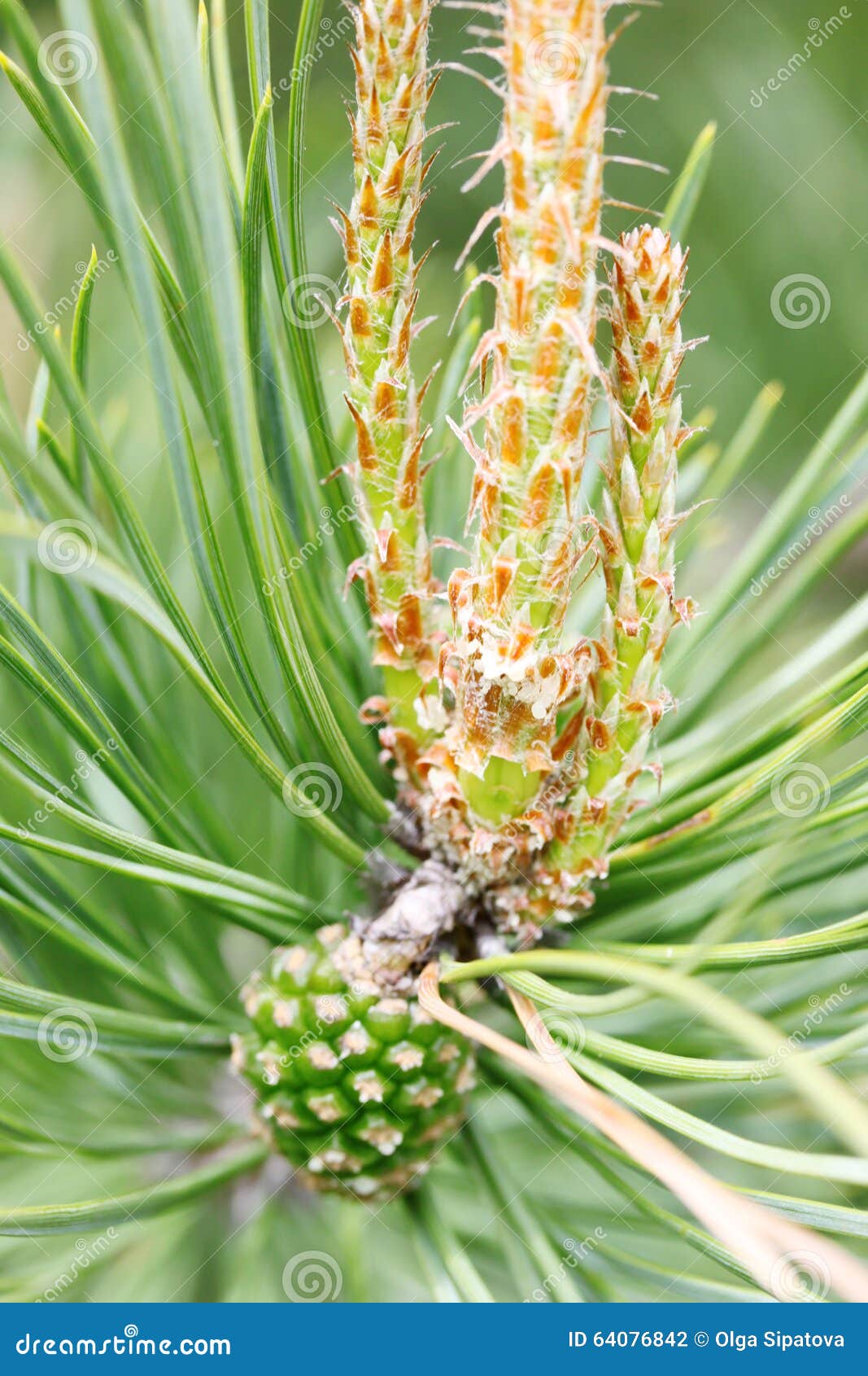 Pine Sprouts with Cone stock photo. Image of green, nature 64076842