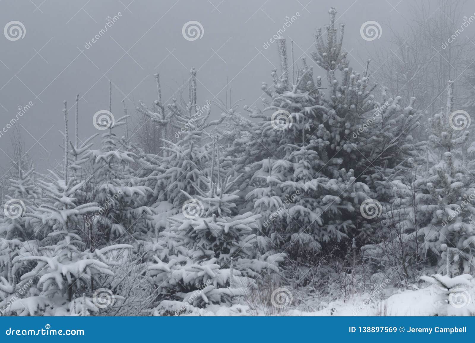 Pine and Spruce Trees Covered in Snowfall Stock Image Image of larch