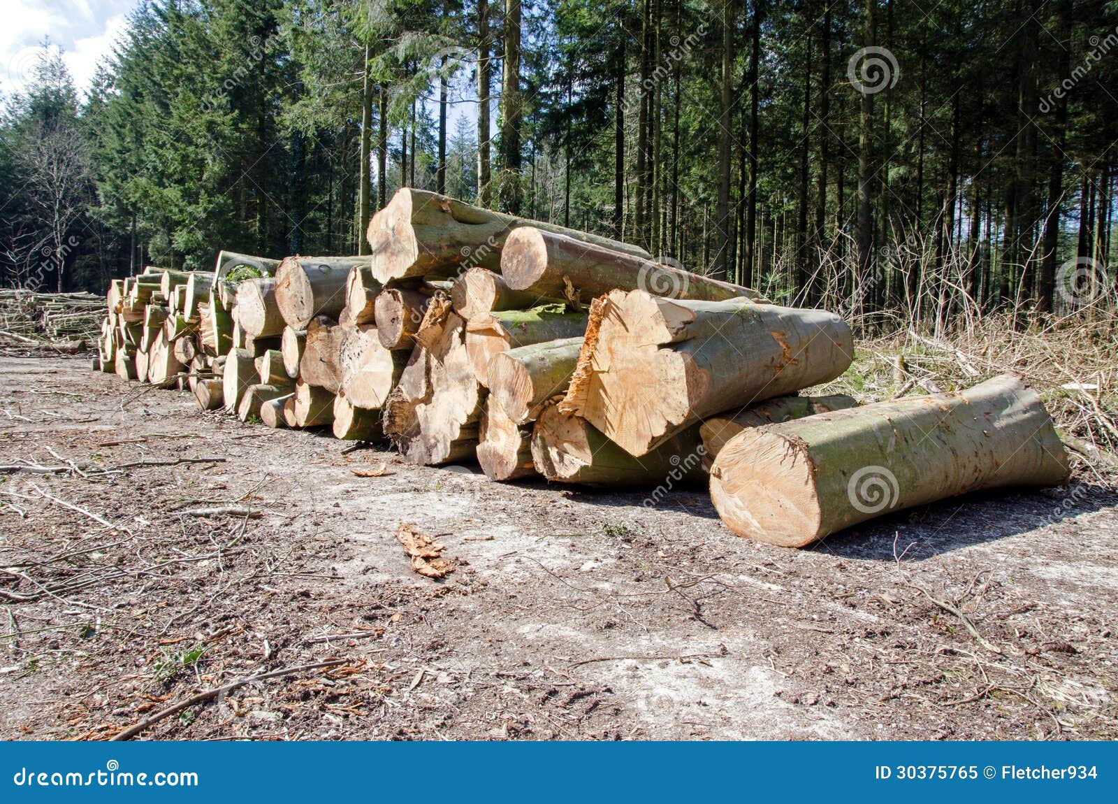 Pine Timber Stacked at Lumber Yard Stock Image Image of chop