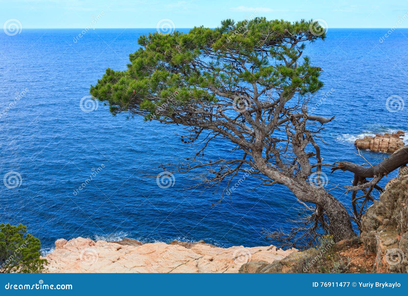 Pine tree above sea. stock image. Image of scenic, seascape - 76911477