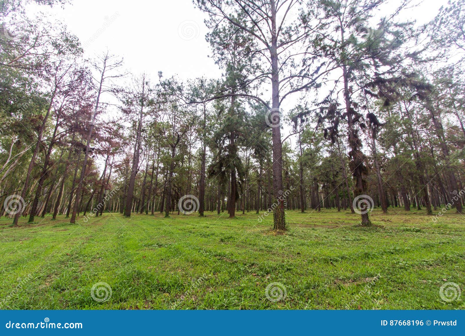 Pine tree in asia stock photo. Image of mist, peaceful 87668196