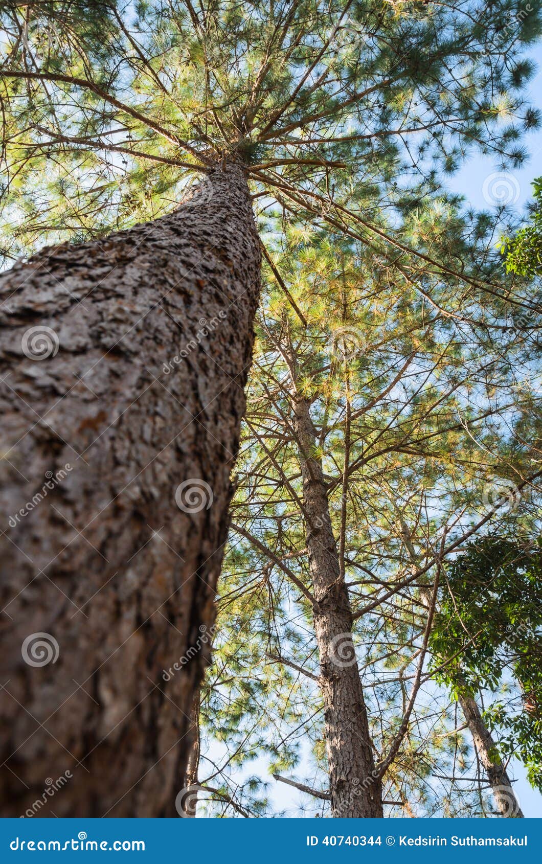 Pine tree in Asia forest stock photo. Image of summer 40740344