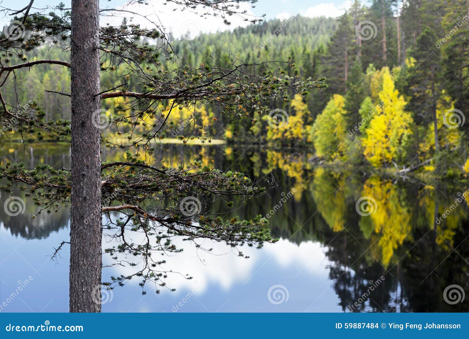 Pine Tree in Autumn Landscape Stock Photo - Image of forest, calm: 59887484