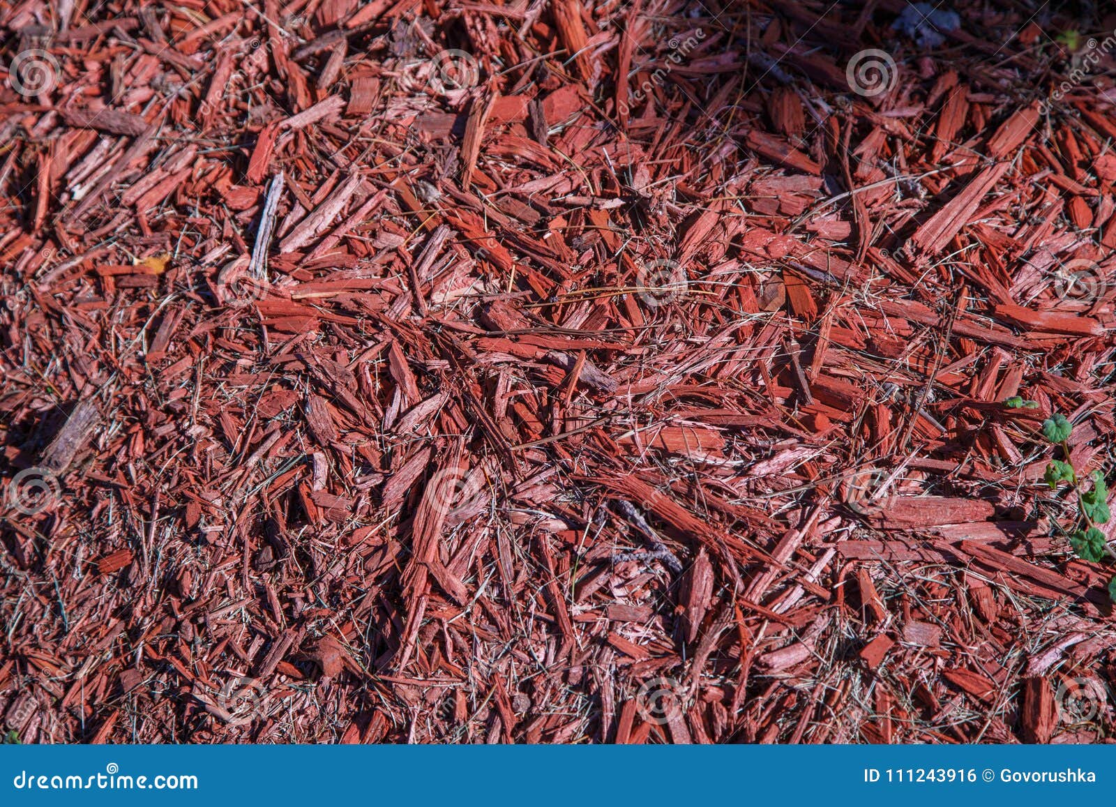 Pine tree bark chip stock photo. Image of nature, lumber 111243916