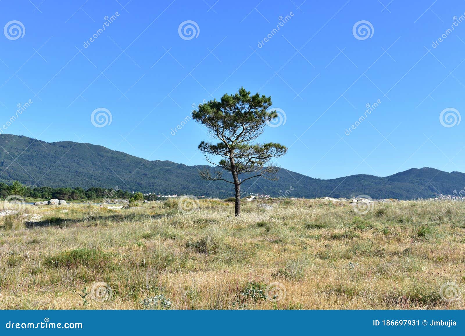 pine tree on a beach with grass in sand dunes and blue sky. carnota, galicia, spain.