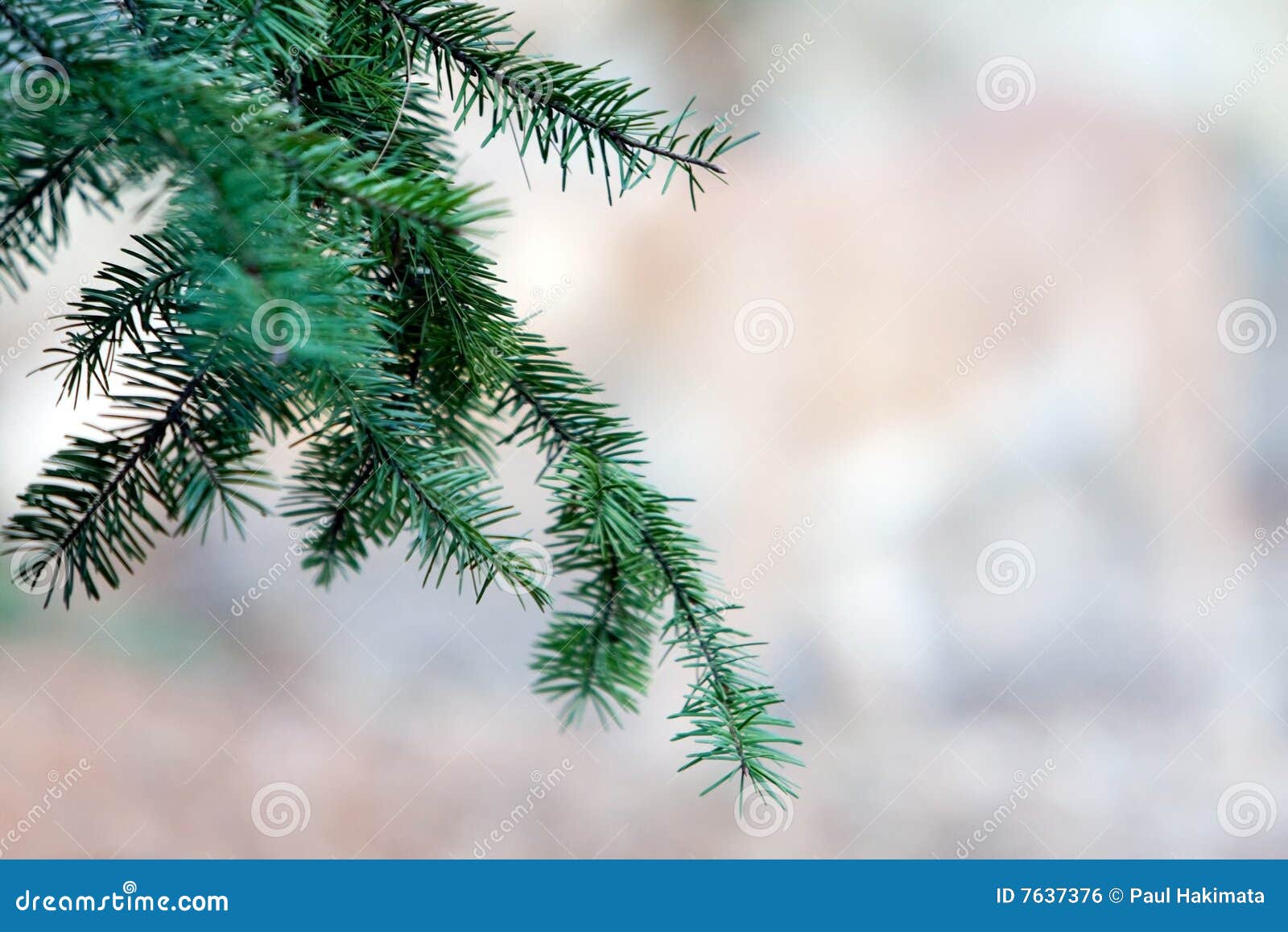 Pine tree branch stock photo. Image of foliage, evergreen - 7637376
