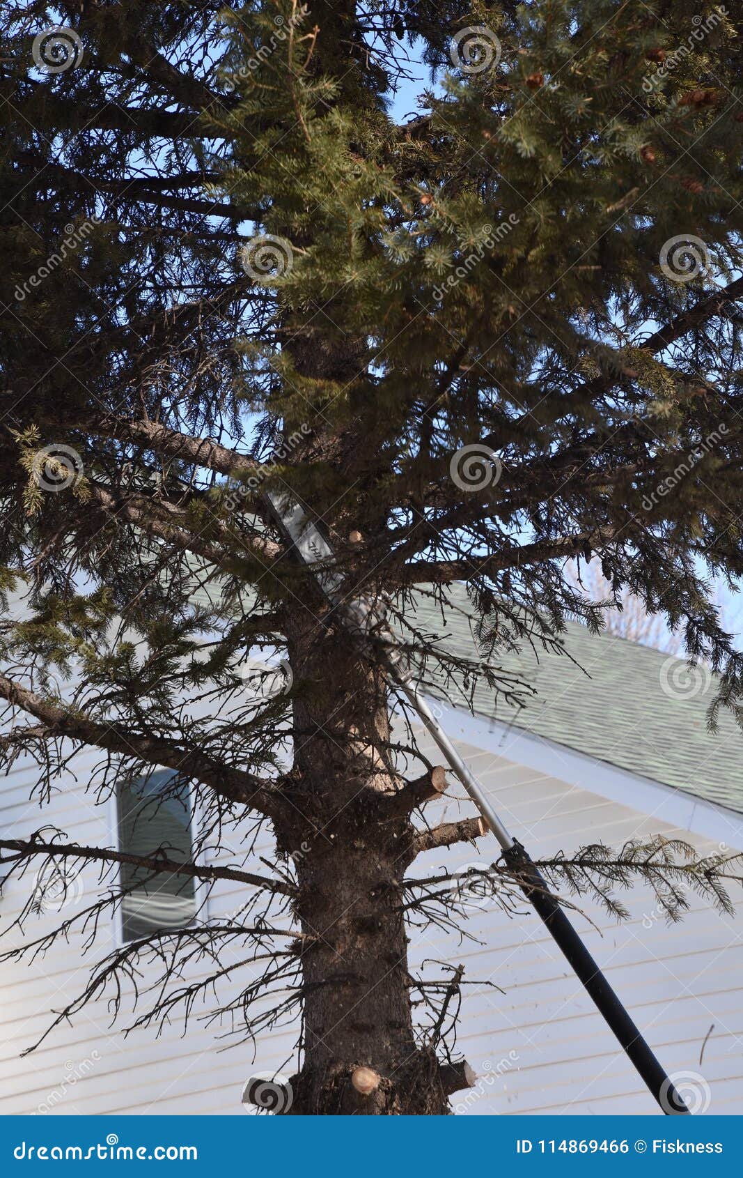 pine tree branch in process of being cut