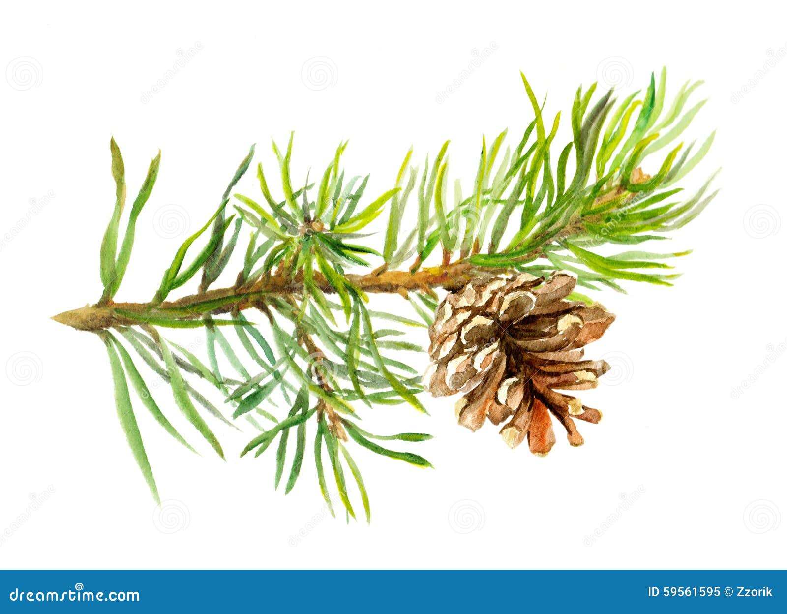 pine tree branch with cone. watercolor