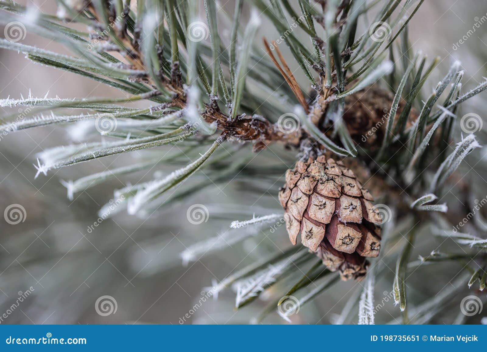 Pine Tree Branch with Needles and Cone on a Freezing Winter Day Stock