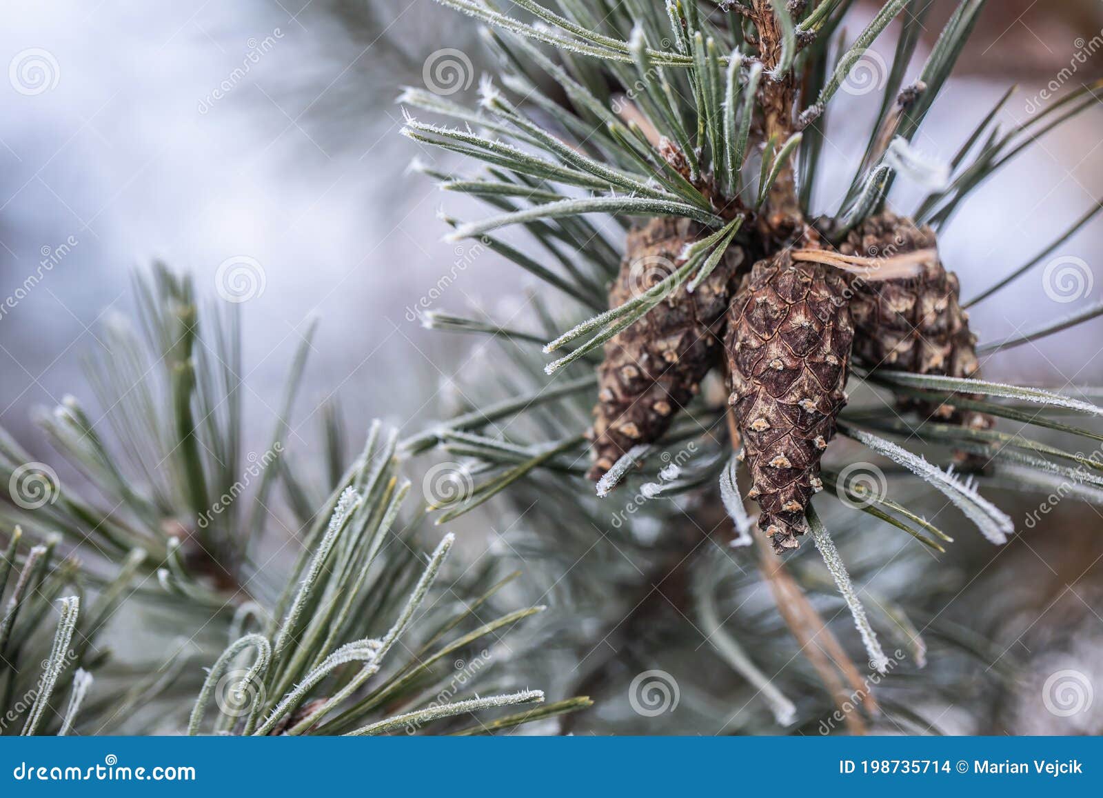 Pine Tree Branch with Needles and Cone on a Freezing Winter Day Stock