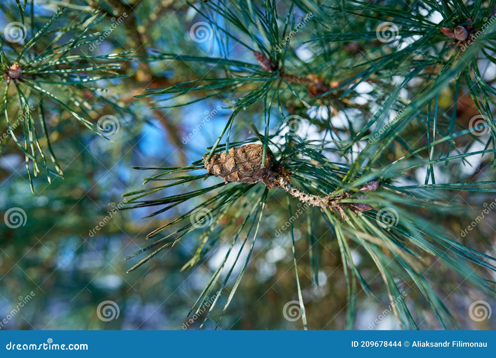 Pine Tree Branch with Needles and Cone on a Freezing Winter Day Stock