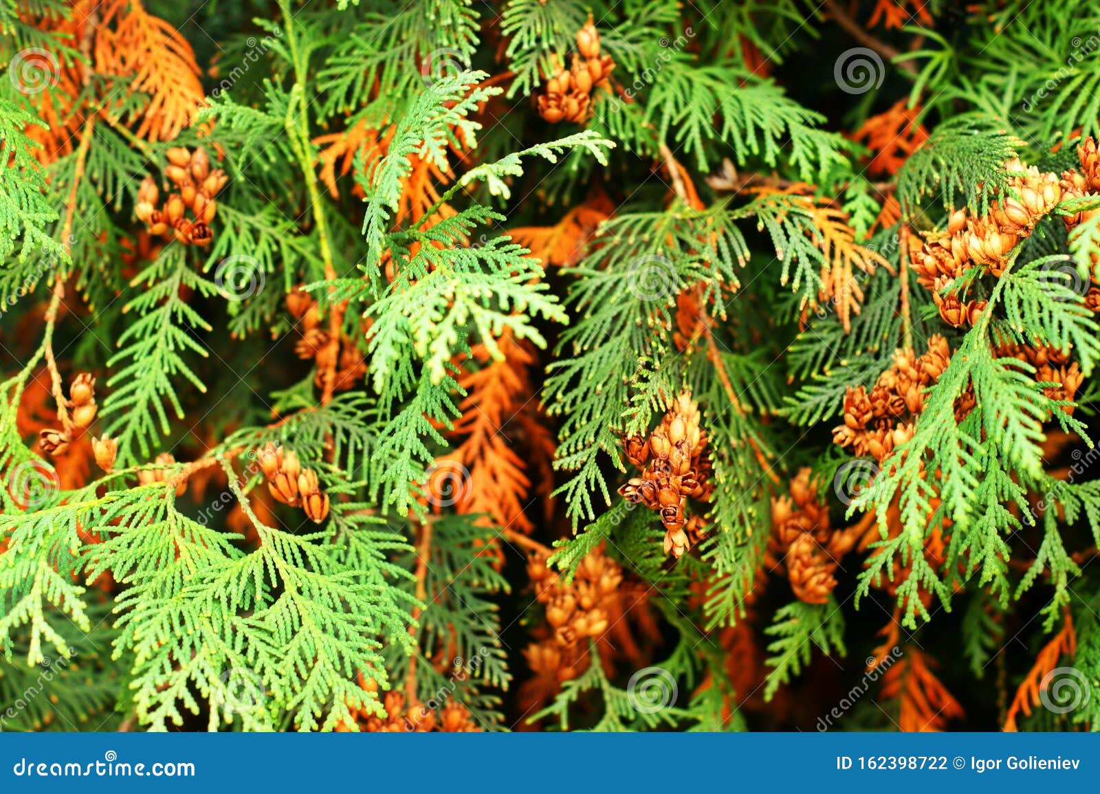 Pine Tree Branches. a Dried Squid in Tree with Green Leaves Stock Photo