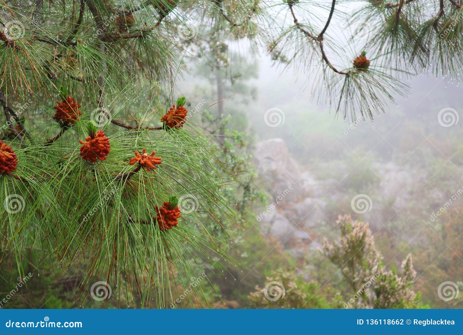 Pine Tree Branches with Drops of Dew in Foggy Weather. Stock Photo