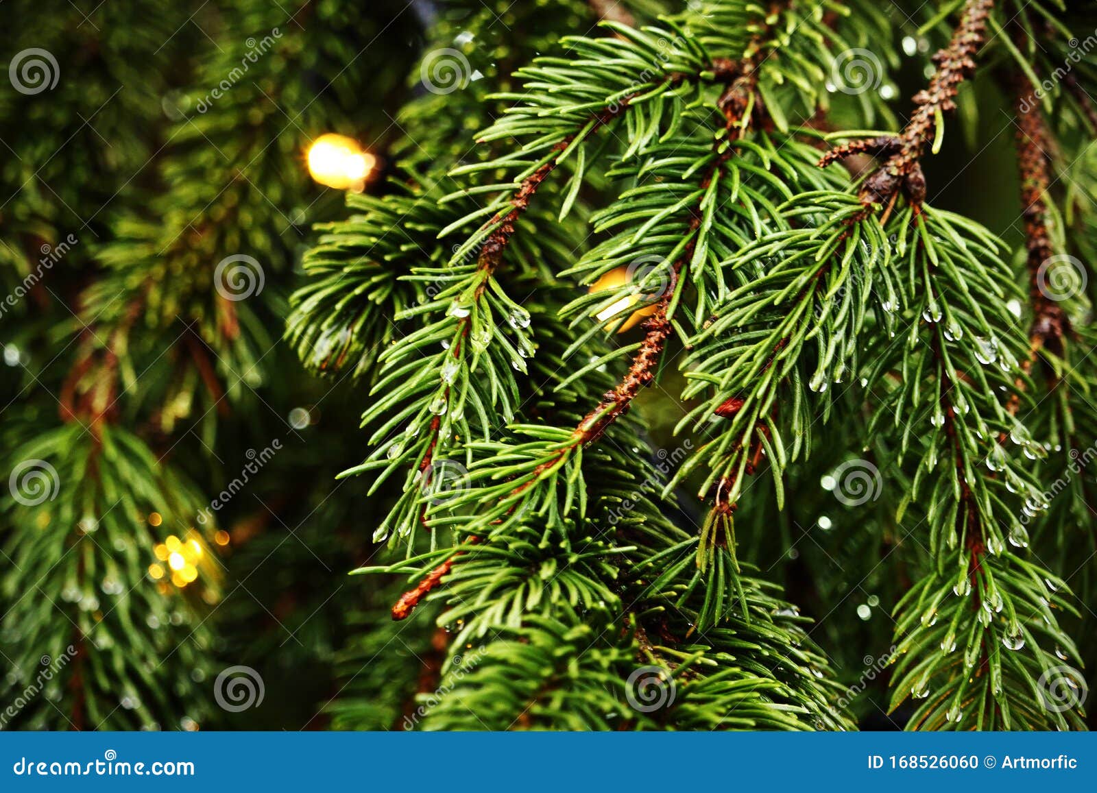 Pine Tree Branches with Green Needles and Rain Drops Stock Photo