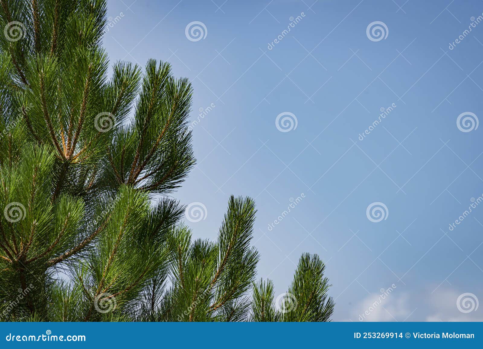 Pine Tree Branches Sky Christmas Tree, Pine Branch Blue Sky Space for Text Stock Photo Image
