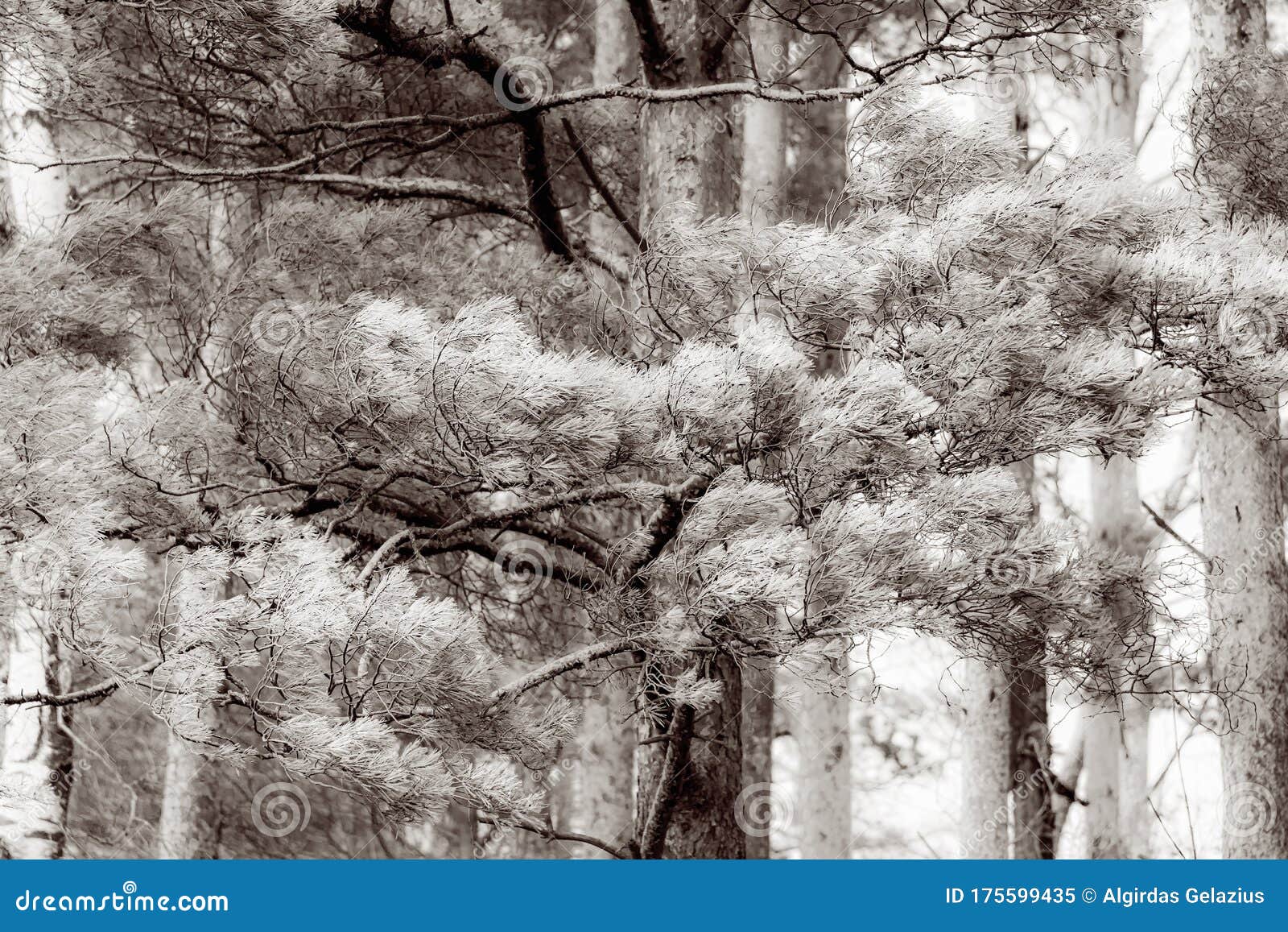 Pine Tree Branches on Windy Day Stock Image - Image of winter