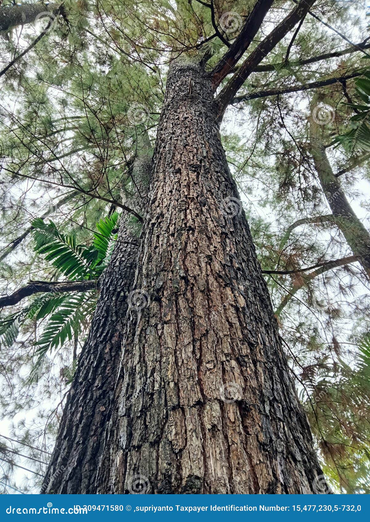pine tree that is decades old