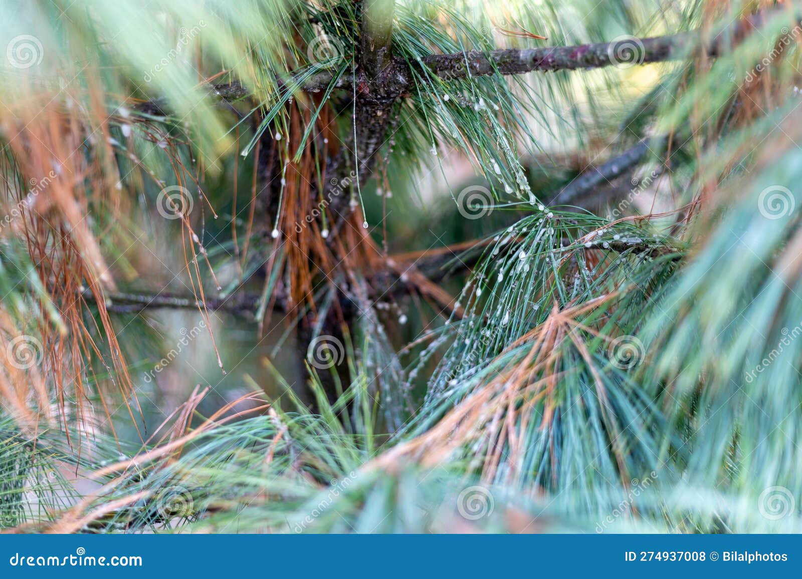 Pine Tree Disease Killing the Coniferous Tree Stock Photo Image of
