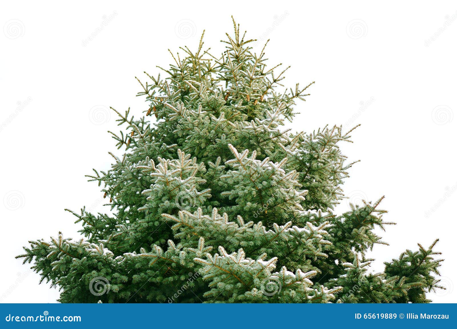 Pine tree with double top under snow isolated on white background.