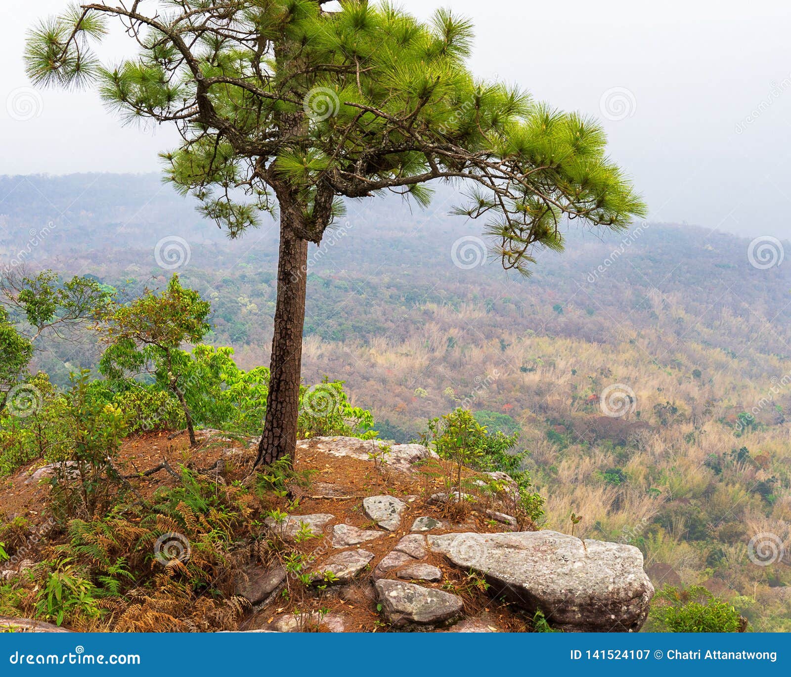 Pine on Edge of a Cliff Nature Background Stock Image - Image of 141524107