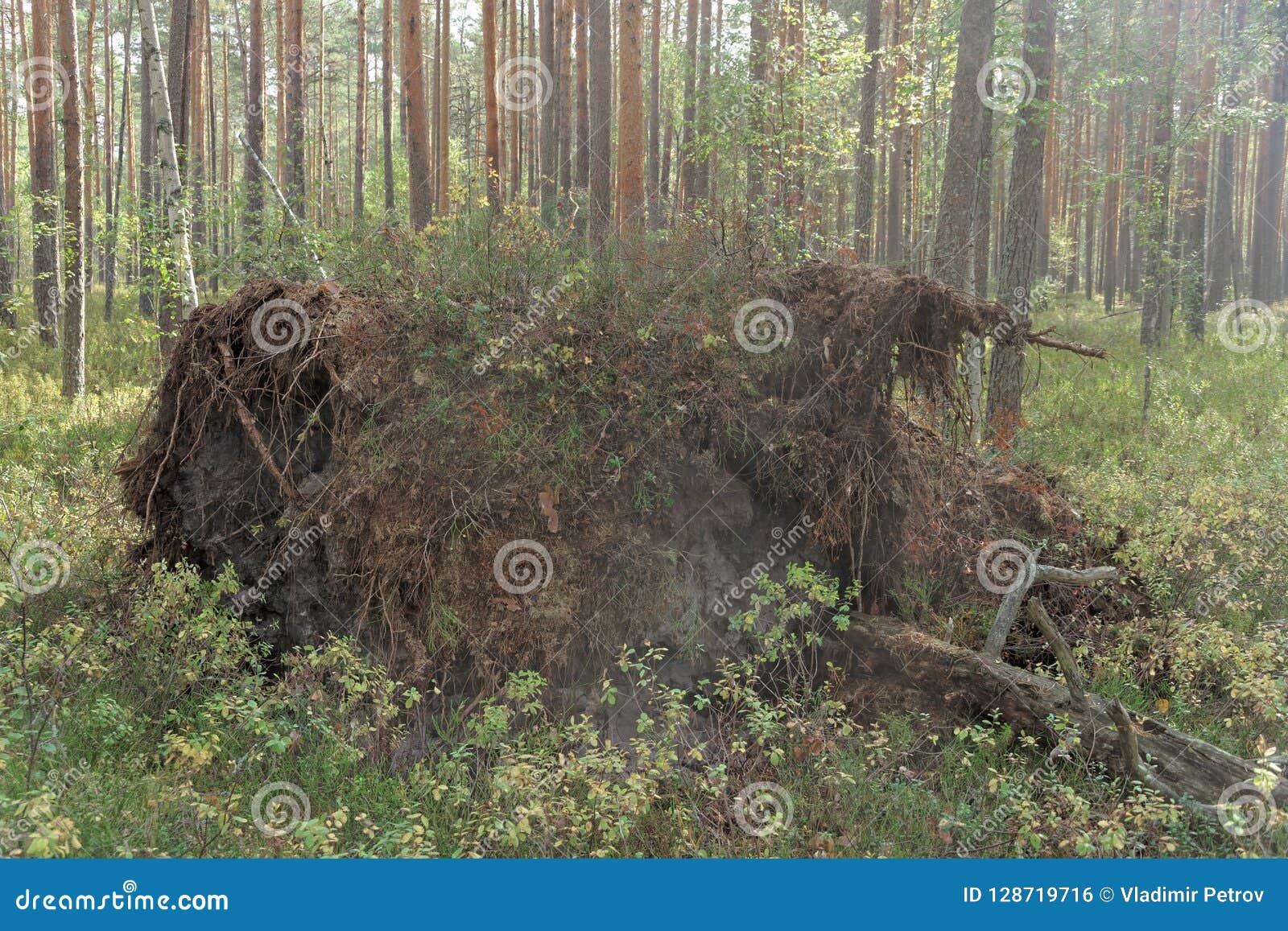 Pine Tree Fell in the Woods and Her Eversion of a Piece of Land by