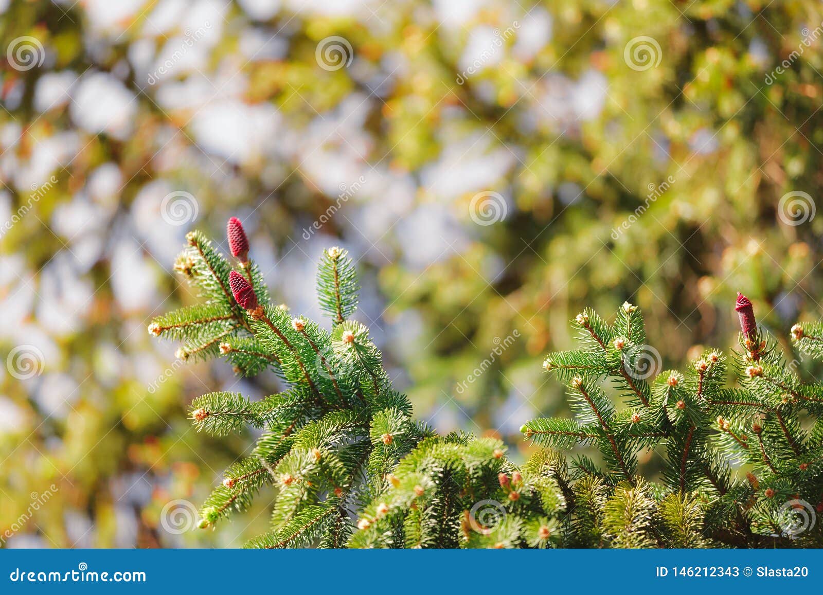 Pine Tree Flowers Blooming in the Spring Stock Image Image of nature
