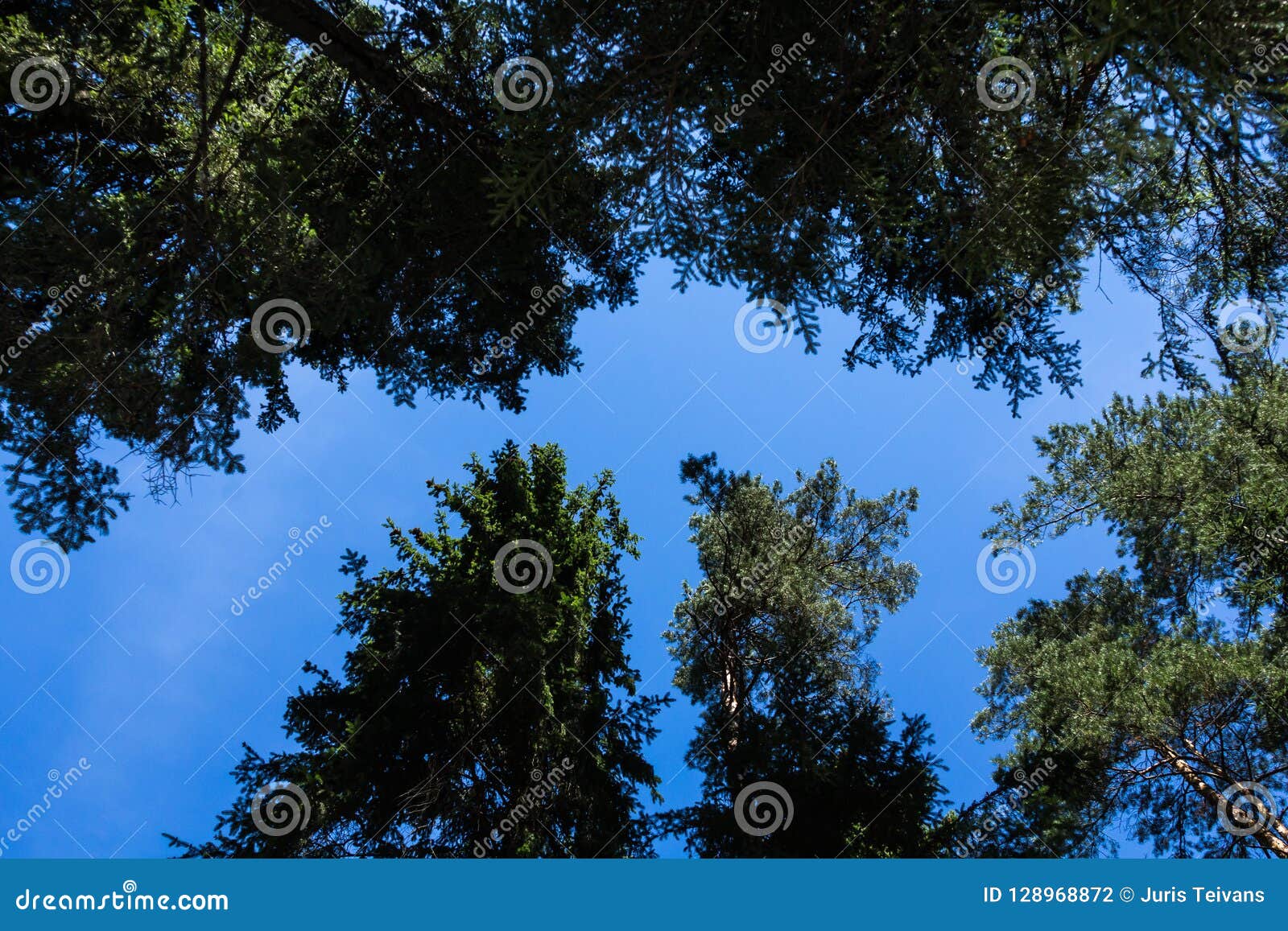 Pine Tree Forest in August in in Latvia, Bottom Up View Stock Photo ...