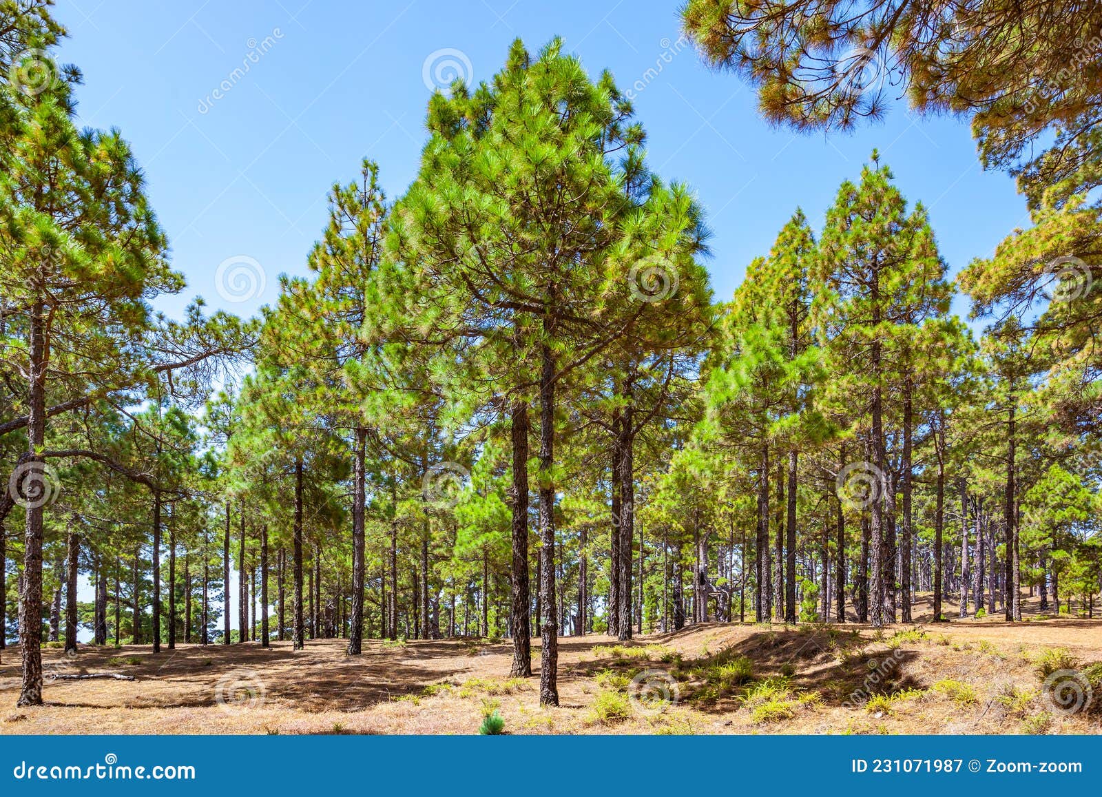 pine tree forest in el hierro
