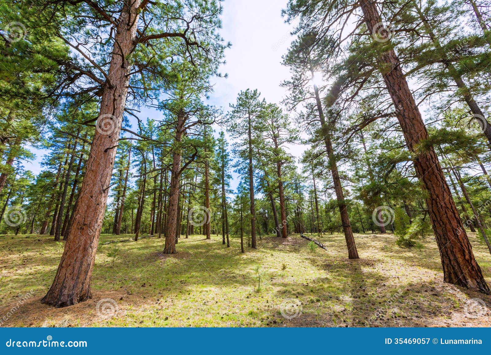 Pine Tree Forest in Grand Canyon Arizona Stock Image Image of light