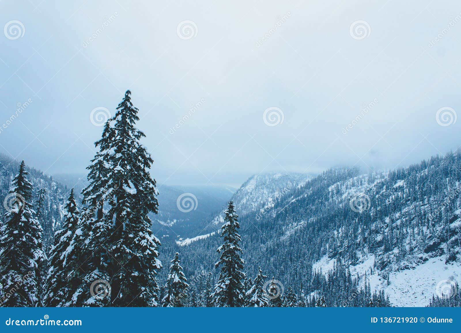 Pine Trees In Valley, Snow Lake, Washington Stock Photo ...