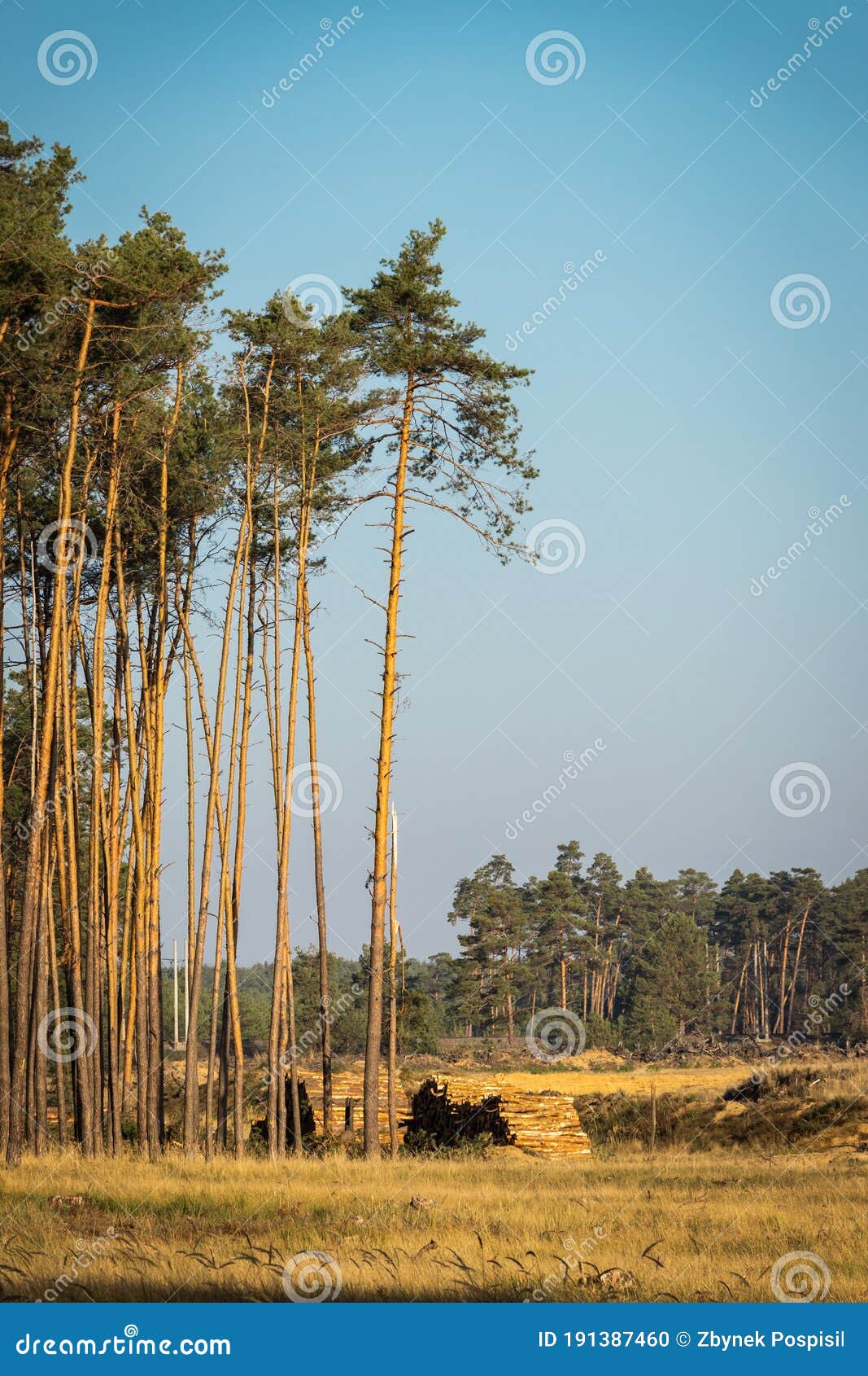 The Impact Of Forest Fires And Farmers` Gardens On Fires Causes Toxic