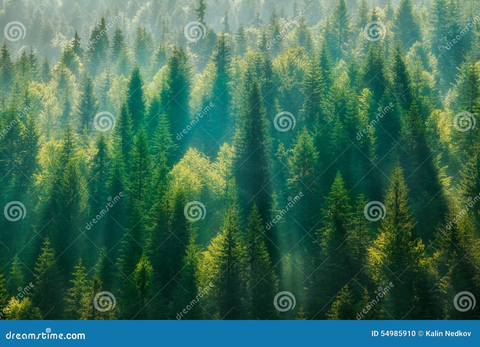 pine tree forest