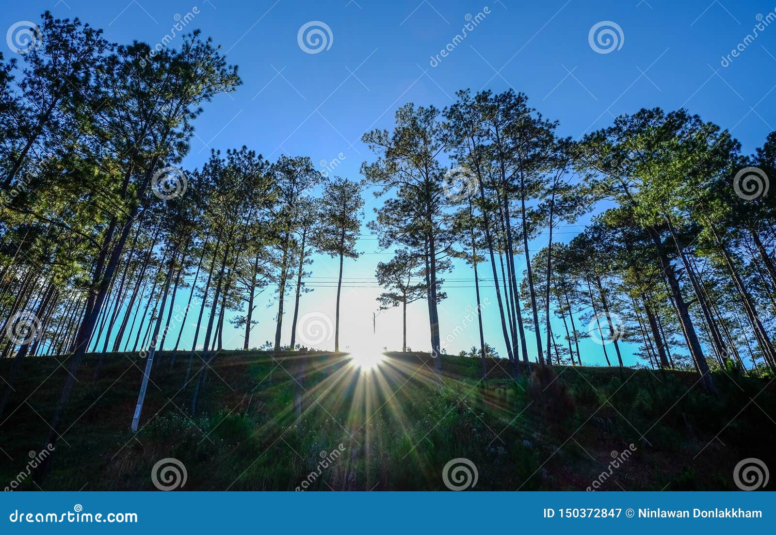 Pine Tree Forest in Summer Day Stock Image Image of bright, fantasy