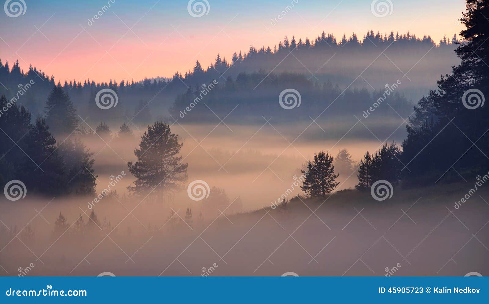 pine tree forest at sunrise