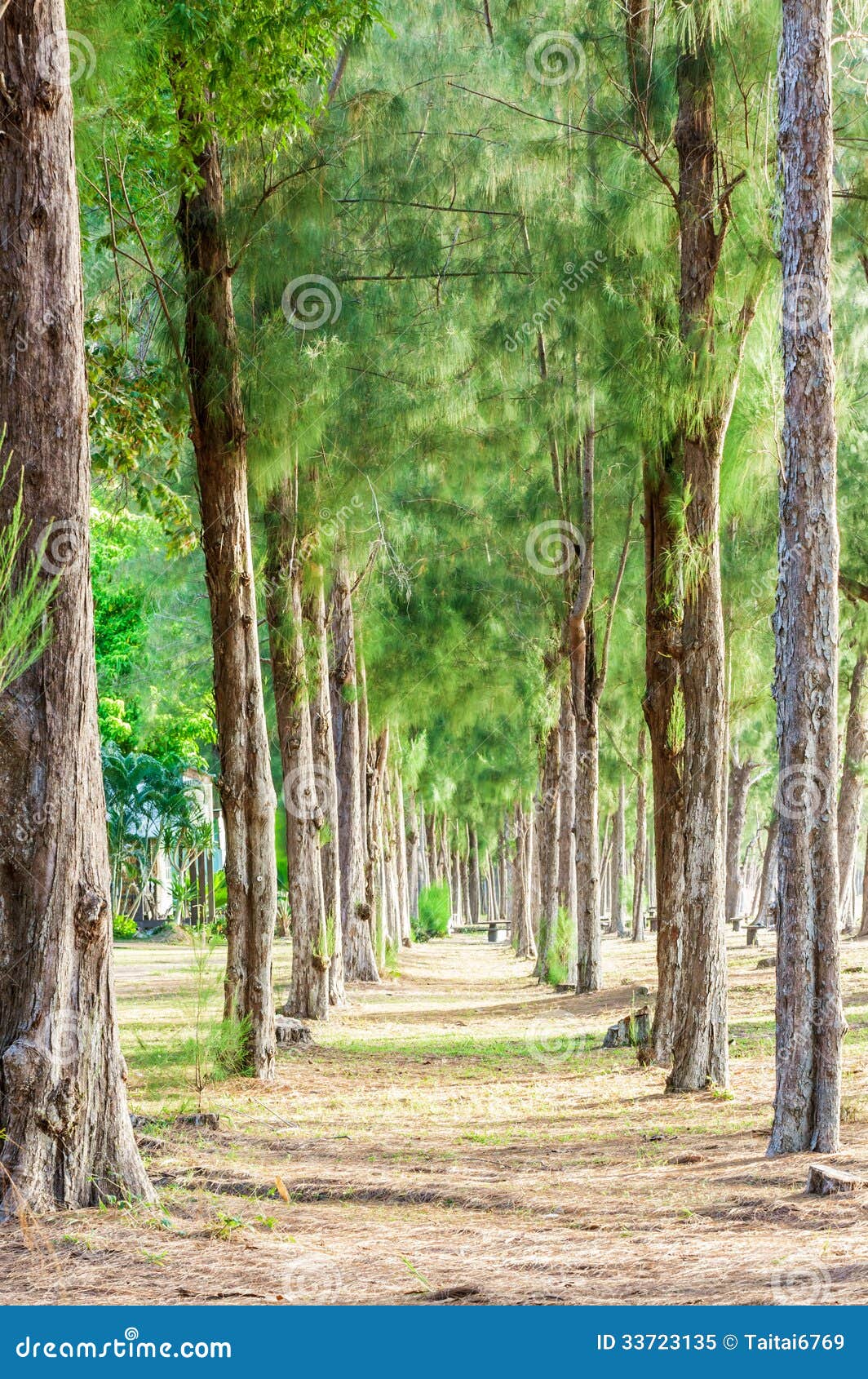 Pine Tree Forest In Thailand Royalty Free Stock Photo Image 33723135
