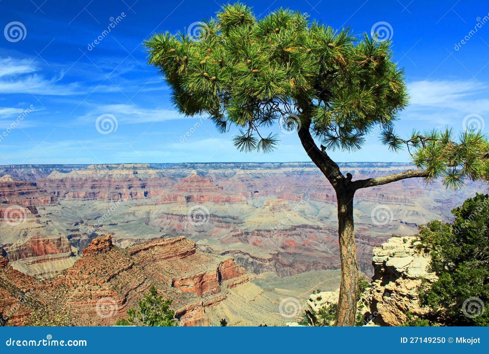 Pine Tree with Grand Canyon in the Background Stock Photo Image of