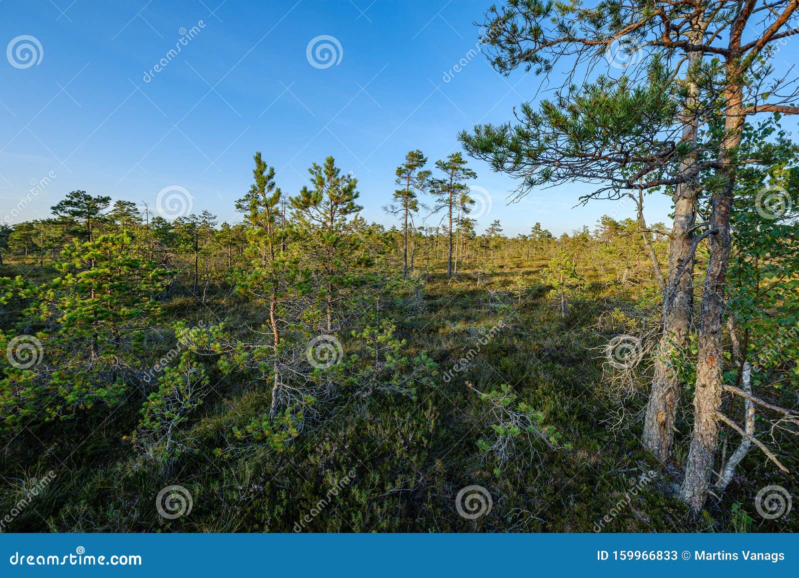 pine tree growe in sunny summer forest with blur background