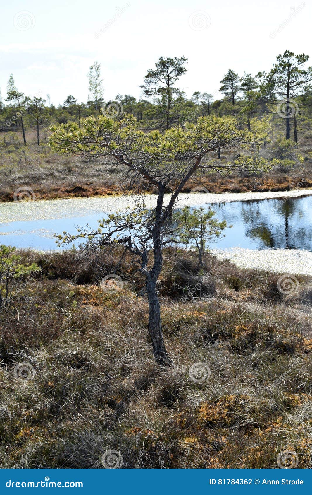 Pine Tree Growing Near Waters in a Swamp. Stock Photo Image of spring