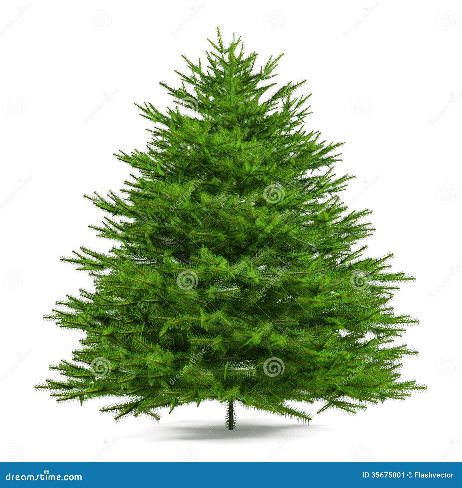 pine tree . abies firma