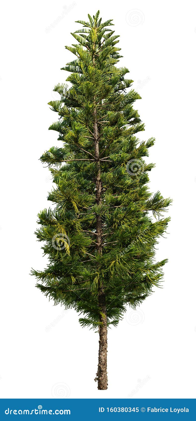 cut out pine tree. coniferous