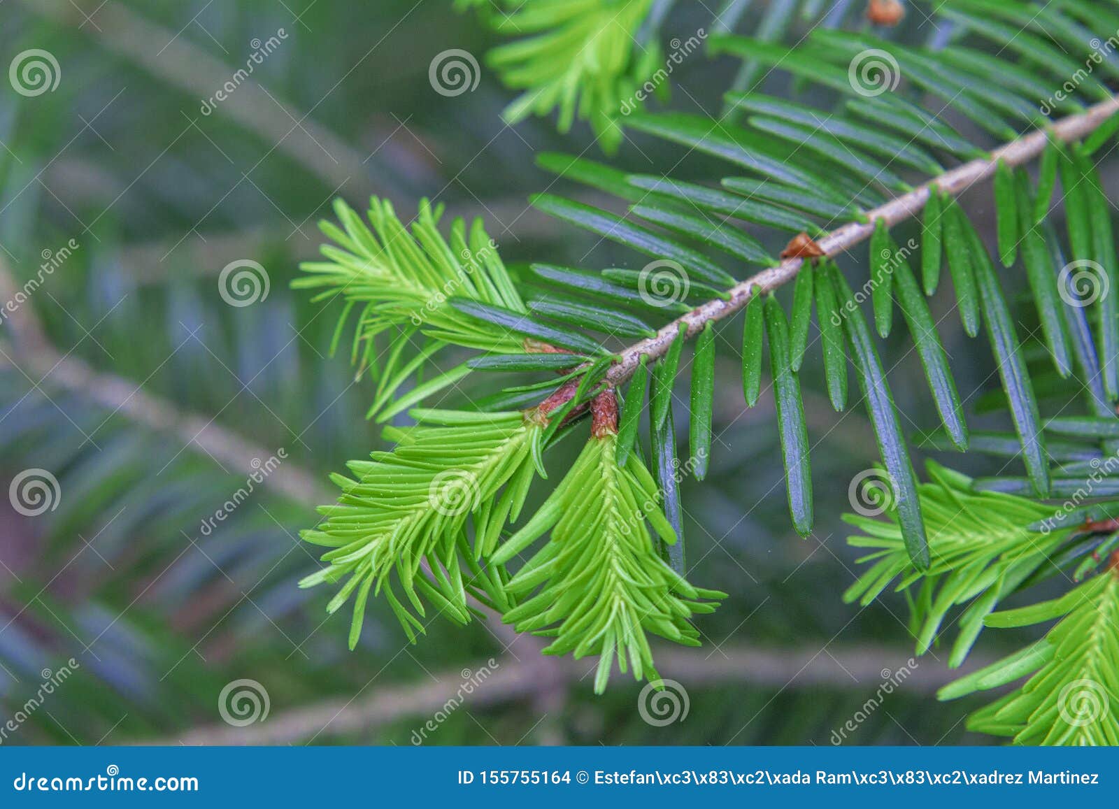 pine tree leave detail