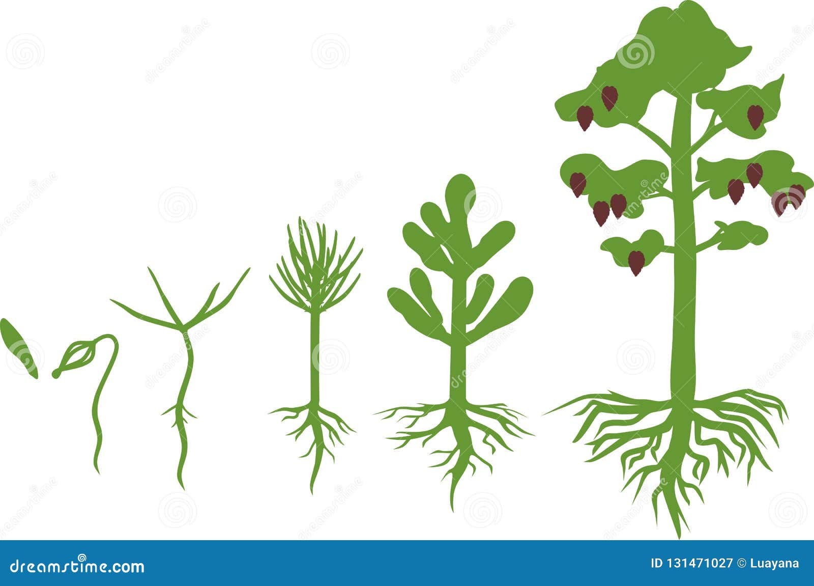 Pine Tree Life Cycle Stages Growth Seed Mature Pine Tree Images
