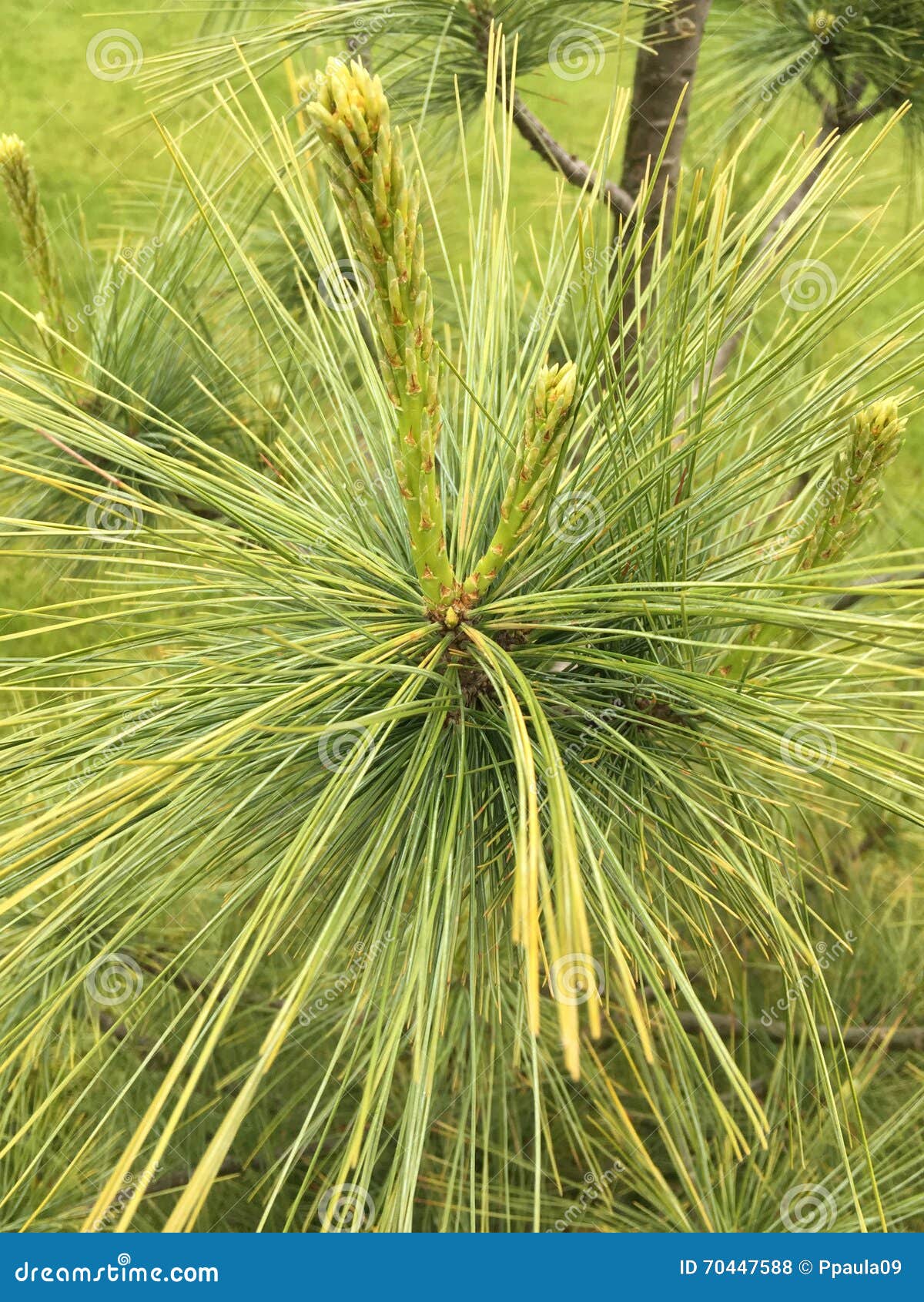 Pine tree stock photo. Image of green, colors, spring 70447588