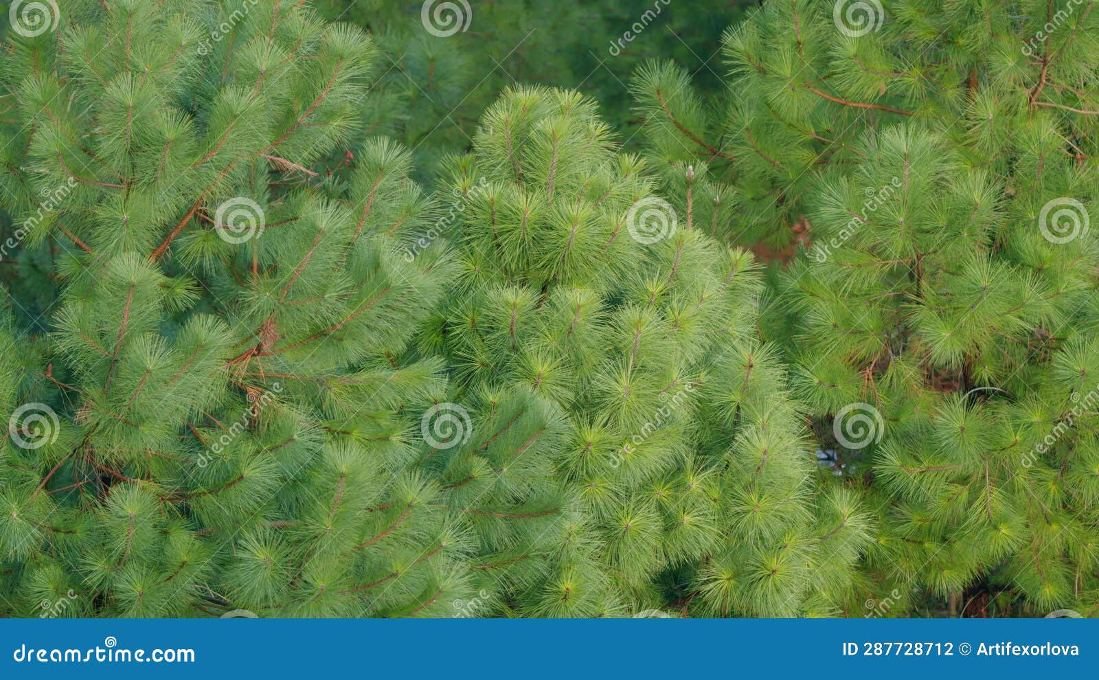 Pine Tree with Pine Needles. Cluster of Pine Tree Needles in the Forest