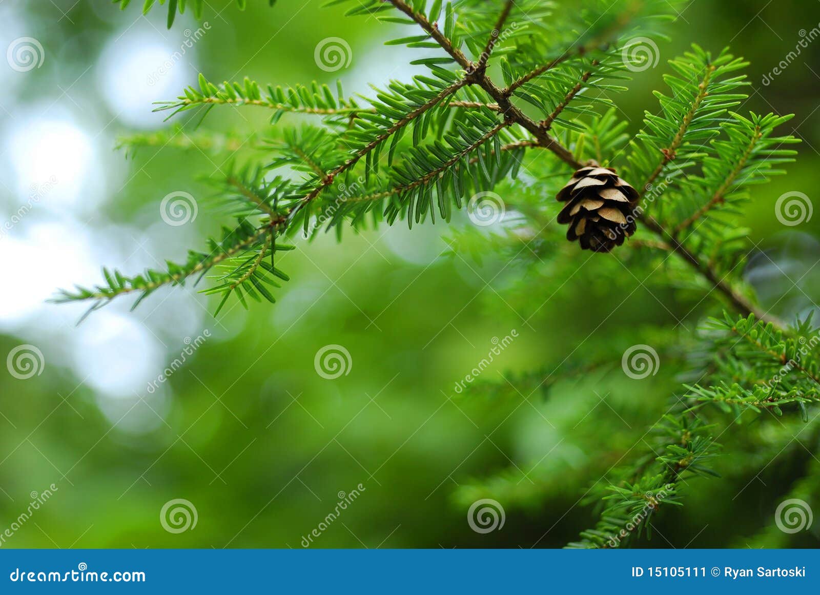 Pine Tree Pine Cone stock image. Image of mountain, woodland 15105111