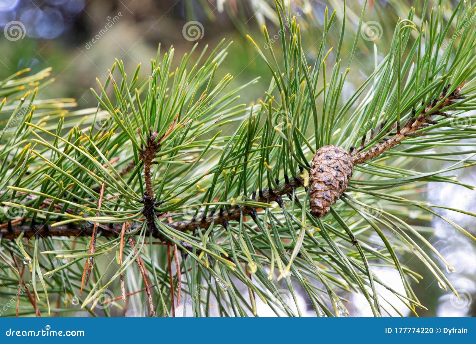 Pine Tree with Pine Cones in the Early Spring. Pine Cone with Branch