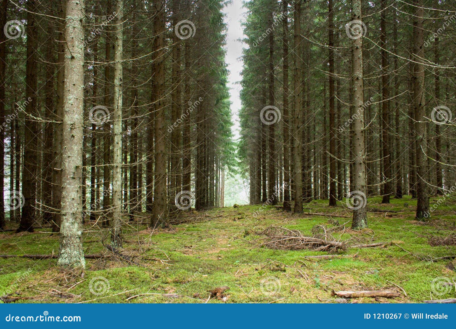 Pine Tree Plantation Royalty Free Stock Photography Image 1210267