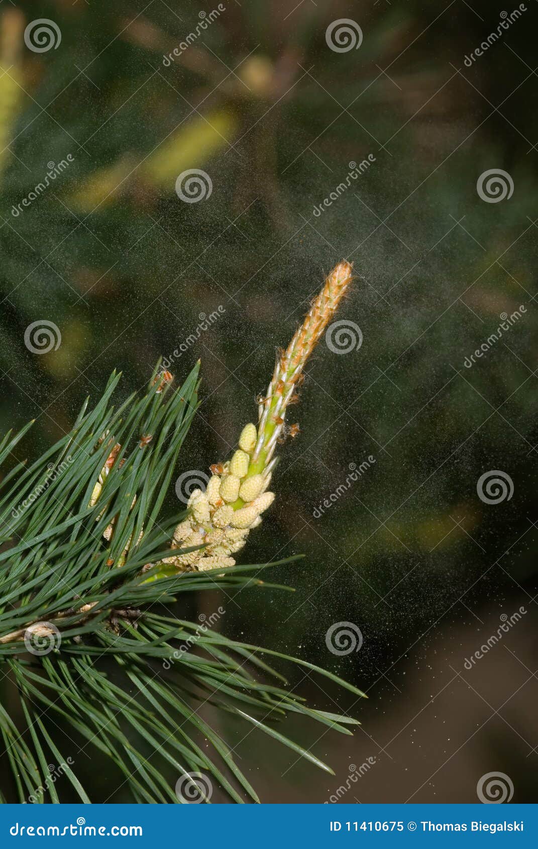 Pine tree pollen stock image. Image of allergen, green 11410675