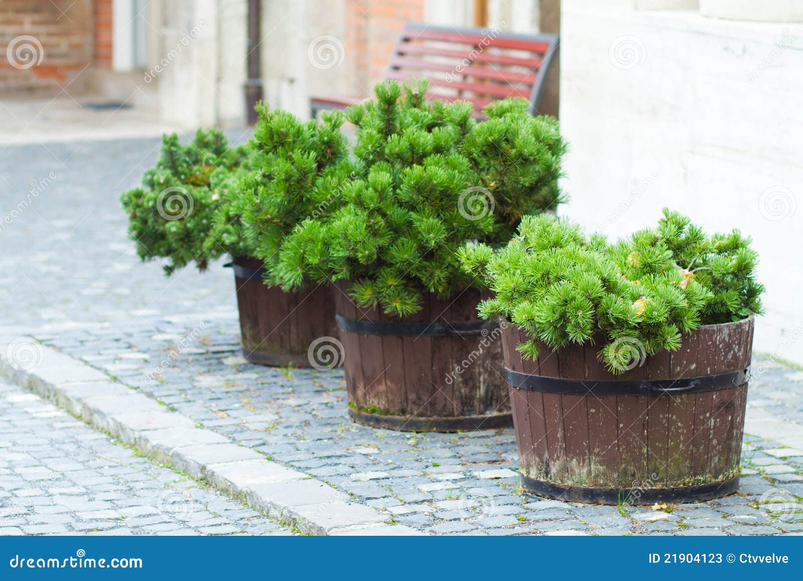 Pine tree in the pot stock image. Image of coniferous 21904123