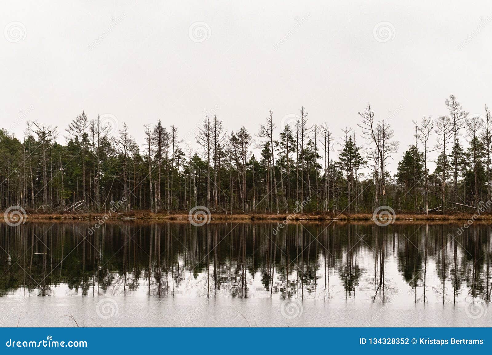pine tree reflection in the marsh lake.